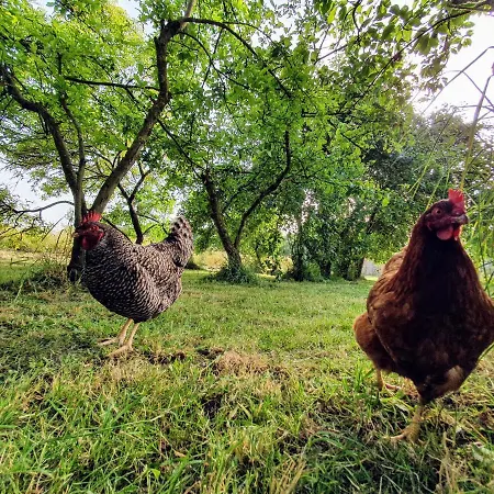 La Maison Folia Pensjonat Contrieres